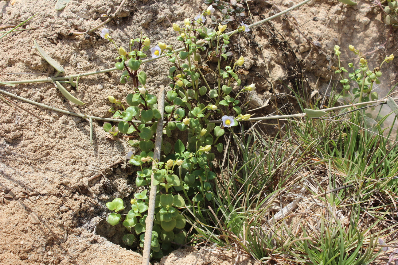 Plant Image